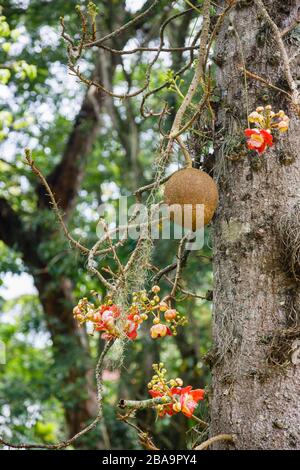 Rote Blumen (Racemes) und Früchte eines im Botanischen Garten (Jardim Botanico), Südzone, Rio de Janeiro wachsenden Kanonballbaums (Couroupita guianensis) Stockfoto