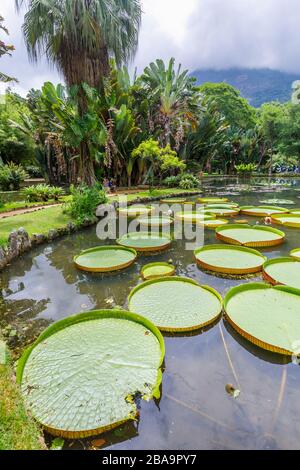 Große grüne Blätter aus Victoria-Lilien (Victoria amazonica), Lago frei Leandro Teich, Botanischer Garten (Jardim Botanico), Südzone, Rio de Janeiro Stockfoto