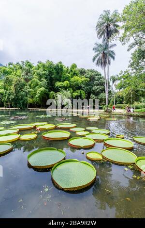 Große grüne Blätter aus Victoria-Lilien (Victoria amazonica), Lago frei Leandro Teich, Botanischer Garten (Jardim Botanico), Südzone, Rio de Janeiro Stockfoto