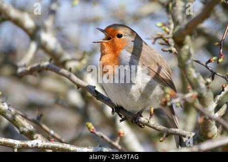 Robin Erithacus rubecula, singend in Weißdornbusch, Aberdeenshire Stockfoto