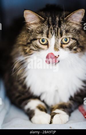 Flauschige Katze mit einer langen Zunge herausragen Stockfoto
