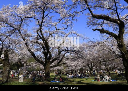 Die dünneren Menschenmassen, aber immer noch viele Menschen genossen die Kirschblüte im beliebten Kirschbaumpark in Tokio inmitten des Coronavirus-Ausbruchs. Stockfoto