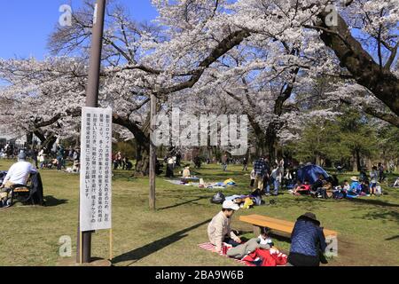 Die dünneren Menschenmassen, aber immer noch viele Menschen genossen die Kirschblüte im beliebten Kirschbaumpark in Tokio inmitten des Coronavirus-Ausbruchs. Stockfoto