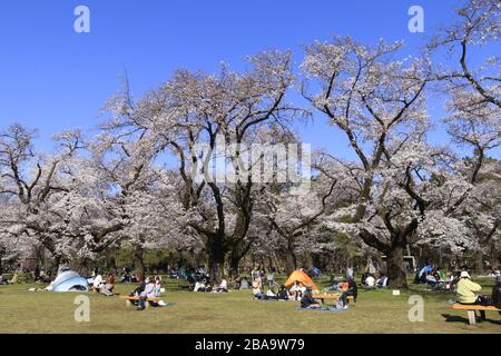 Die dünneren Menschenmassen, aber immer noch viele Menschen genossen die Kirschblüte im beliebten Kirschbaumpark in Tokio inmitten des Coronavirus-Ausbruchs. Stockfoto