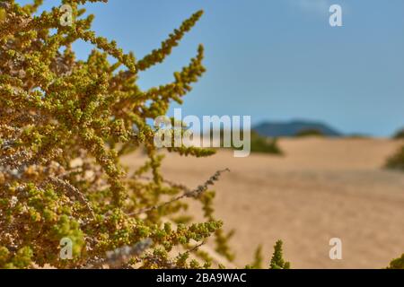 Nahaufnahme einer grünen Pflanze mit Früchten und entzogenem Berghintergrund und dazwischen ein Pfad in Corralejo, Fuerteventura, Kanarische Inseln, Spanien Stockfoto