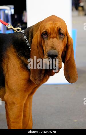 Ein wunderschönes Exemplar von Bloodhound-Hund. Es handelt sich um einen großen Dufthound, der ursprünglich für die Jagd auf Hirsche, Wildschweine und seit dem Mittelalter für die Spurenjagd gezüchtet wurde Stockfoto