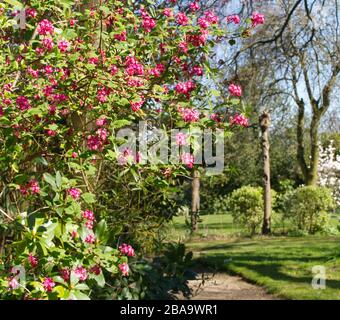 Reveley Lodge Gardens, Herfordshire, Großbritannien. Wunderschönes viktorianisches Haus, Gärten und Teestuben. Herrliche Tier- und Pflanzenwelt. Bienenkörbe, Teich und Küchengarten Stockfoto