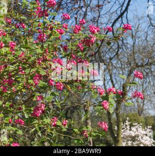 Reveley Lodge Gardens, Herfordshire, Großbritannien. Wunderschönes viktorianisches Haus, Gärten und Teestuben. Herrliche Tier- und Pflanzenwelt. Bienenkörbe, Teich und Küchengarten Stockfoto