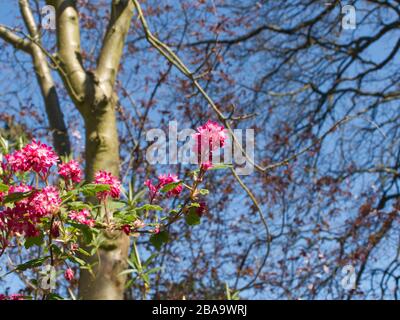 Reveley Lodge Gardens, Herfordshire, Großbritannien. Wunderschönes viktorianisches Haus, Gärten und Teestuben. Herrliche Tier- und Pflanzenwelt. Bienenkörbe, Teich und Küchengarten Stockfoto