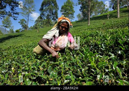 Sri Lanka, Nuwara Eliya, Teeplantage, Tamil-Frau, die Teeblätter pflückt Stockfoto
