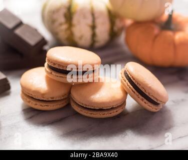 Kürbis Schokolade Macarons mit Schokoladenstücken und Mini-Kürbis Stockfoto