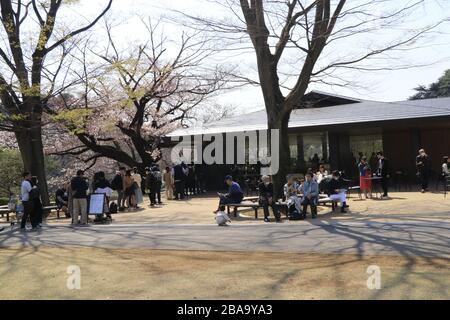 Viel weniger Menschen als sonst versammelten Kirschblüten in einem der sehr beliebten Kirschbaumparks in Tokio beim Ausbruch des Coronavirus. Stockfoto