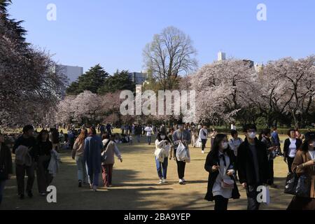 Die dünneren Menschenmassen, aber immer noch viele Menschen genossen die Kirschblüte im beliebten Kirschbaumpark in Tokio inmitten des Coronavirus-Ausbruchs. Stockfoto