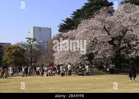 Die dünneren Menschenmassen, aber immer noch viele Menschen genossen die Kirschblüte im beliebten Kirschbaumpark in Tokio inmitten des Coronavirus-Ausbruchs. Stockfoto