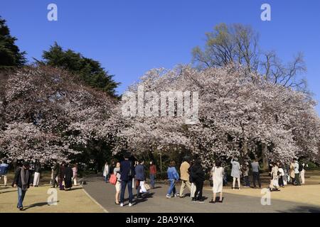 Die dünneren Menschenmassen, aber immer noch viele Menschen genossen die Kirschblüte im beliebten Kirschbaumpark in Tokio inmitten des Coronavirus-Ausbruchs. Stockfoto