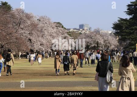 Die dünneren Menschenmassen, aber immer noch viele Menschen genossen die Kirschblüte im beliebten Kirschbaumpark in Tokio inmitten des Coronavirus-Ausbruchs. Stockfoto