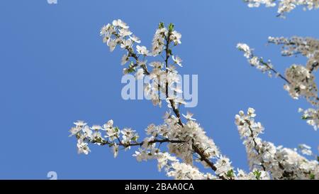 Weiße Frühlingskirschblüten in freier Wildbahn. Stockfoto