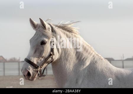 Porträt eines grauen Pferdes in einem schwarzen Halfter, der im Paddpck spaziert Stockfoto