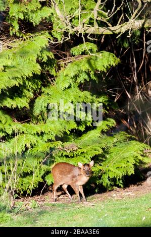 Wilde muntjac Rehe, Muntiacus reevesi, in einem Vorstadt-Garten. Stockfoto