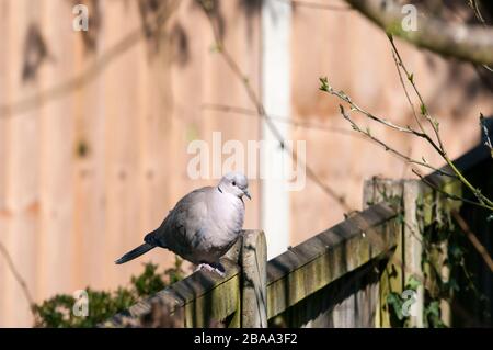 Eine Kragtaube, Streptopelia decaocto, thront auf einem Gartenzaun. Stockfoto