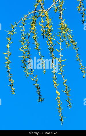 Catkins, der auf einer weinenden Weide, Salix babylonica, in Norfolk auftritt, gesehen gegen einen blauen Himmel. Ein Zeichen des Frühlings. Stockfoto