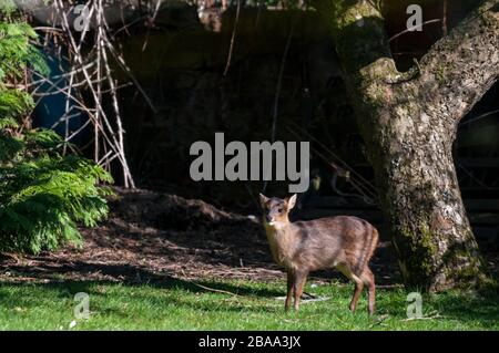 Wilde muntjac Rehe, Muntiacus reevesi, in einem Vorstadt-Garten. Stockfoto