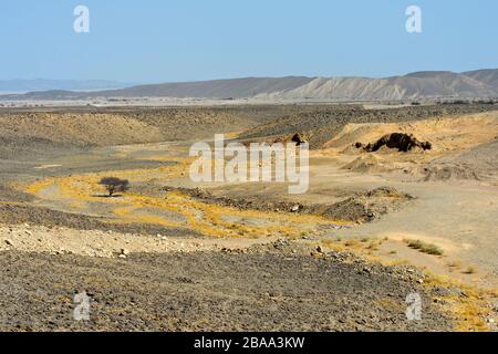 Aride Landschaft mit Baum unter dem Meeresspiegel in der Danakil-Depression, Afar-Region, Äthiopien Stockfoto