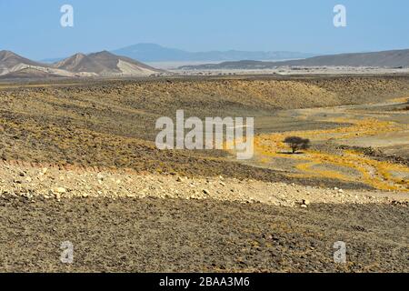 Aride Landschaft mit Baum unter dem Meeresspiegel in der Danakil-Depression, Afar-Region, Äthiopien Stockfoto