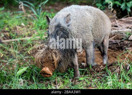 Bornean Bearded Pig (Sus barbatus), Bako-Nationalpark, Kuching, Sarawak, Borneo, Malaysia Stockfoto