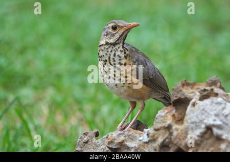 Kurrichane Thrush auf dem Felsen in Etosha, grüner Hintergrund, Nahaufnahme Stockfoto