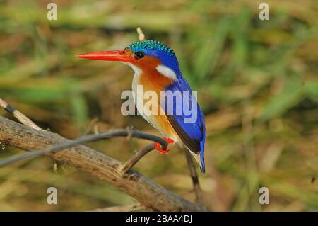 Malachit Kingfisher, in der Nähe, auf einer Filiale mit grünem Hintergrund, in Namibia Stockfoto