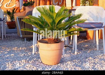 Topf mit grünen Palmen am Strand. Grüne Palme steht neben einem Café am Strand. CYCAS revoluta. Vergossene Bäume im Design von außen. Stockfoto