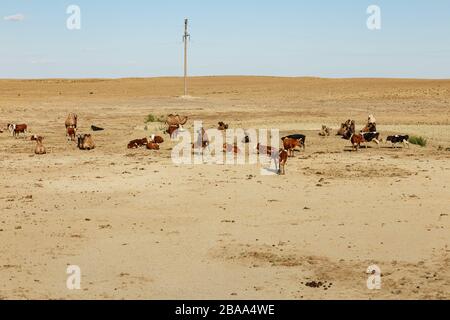 Herde von Kühen und Kamelen auf einer Weide in Kasachstan, Bezirk Aral der Region Kyzylorda. Stockfoto