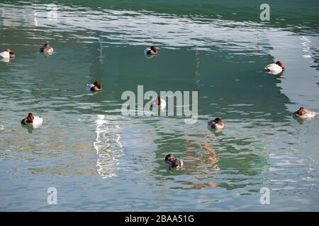 Zehn rotbraune, weiße Enten, die im türkisblauen Wasser schlafen, am Tag Stockfoto