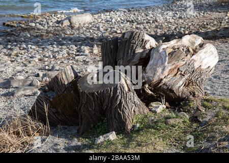 Vier sahen jeden Tag vor einem Steinstrand mit blauem See Baumstämme aus Eiche Stockfoto