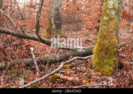 Blick in den Laubwald im Winter mit trockenen braunen Buchenblättern auf dem Boden und moosem Baumstamm Stockfoto