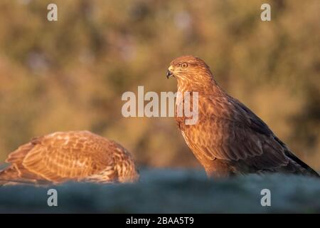 Eurasischer Buzzard (Buteo Buteo) thront auf dem Boden. Provinz Lleida. Katalonien. Spanien. Stockfoto