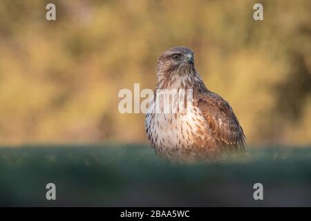 Eurasischer Buzzard (Buteo Buteo) thront auf dem Boden. Provinz Lleida. Katalonien. Spanien. Stockfoto