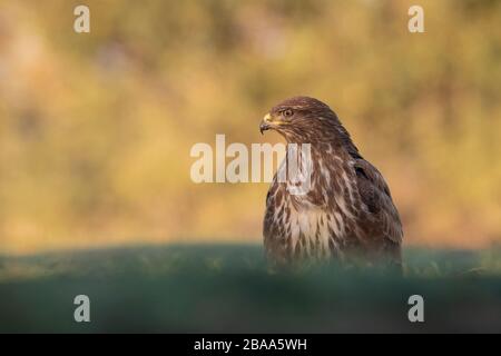 Eurasischer Buzzard (Buteo Buteo) thront auf dem Boden. Provinz Lleida. Katalonien. Spanien. Stockfoto