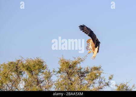 Eurasische Buzzard (Buteo Buteo) landet auf Baum. Provinz Lleida. Katalonien. Spanien. Stockfoto