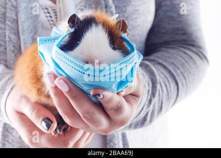 Die Hände der Frau halten hübsches Meerschweinchen in einer Schutzmaske vor hellgrauem Hintergrund, Kopierraum. Nahansicht. Vorsorge während der Pandemie von Coro Stockfoto