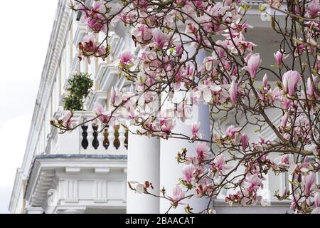 Blühender rosafarbener magnolienbaum vor Reihenhäusern in South Kensington, Großbritannien Stockfoto