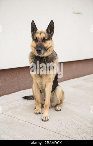 Deutsches shepard-hundeporträt auf weißem Hintergrund Stockfoto