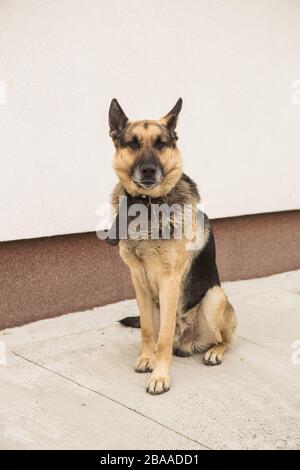 Deutsches shepard-hundeporträt auf weißem Hintergrund Stockfoto