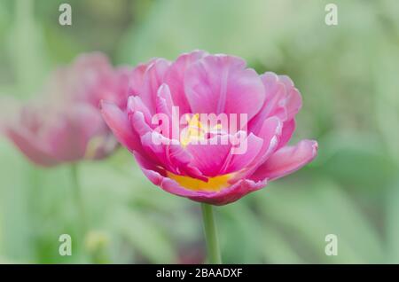 Zweifach rosafarbene Ponytulpe im Garten. Schöne doppelrosafarbene Tulpe Drumline. Pinkfarbene, pfirnblütige Doppeltulpe. Stockfoto