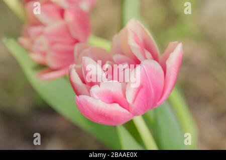 Rot-weiße bicolore Tulpe Wirosa. Rote Tulpe und cremige Kante Stockfoto