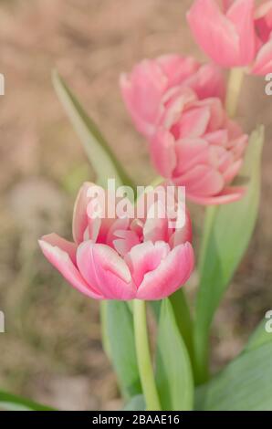 Rote Tulpe und cremige Kante. Zweifach peonblütige Tulpe Wirosa Stockfoto