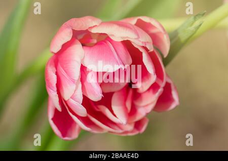 Rote Tulpe und cremige Kante. Doppeltulpe Wirosa Stockfoto