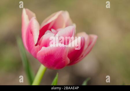 Rot-weiß bicolor Tulpe Drumline. Rote Tulpe und cremige Kante Stockfoto