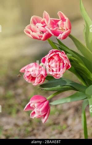 Rot-weiße bicolore Tulpe Wirosa. Rote Tulpe und cremiger Rand auf unscharf gestalttem Gartenhintergrund Stockfoto